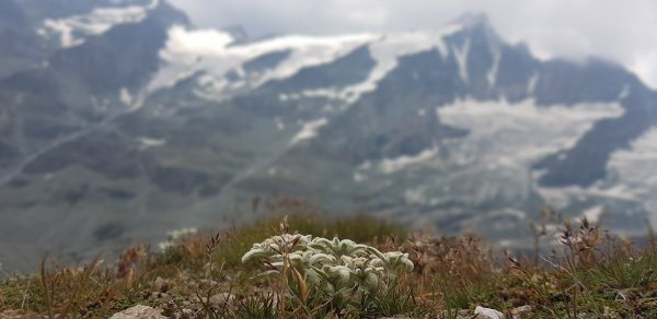 Fuscherkarkopf 3.331m