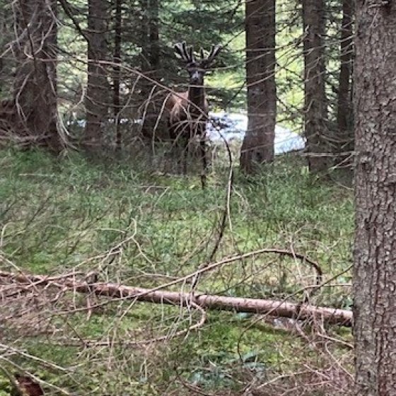 dorf hirsch im bast