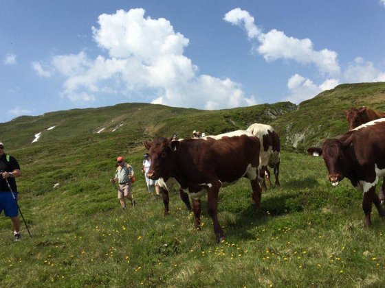 salzburger land erwachsenenhotel wandern d