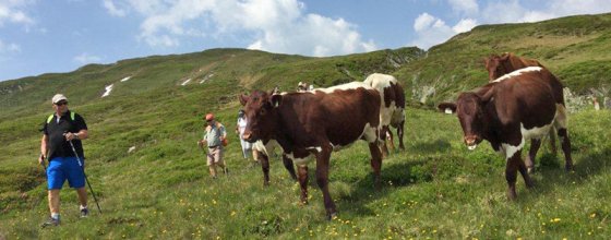 salzburger land erwachsenenhotel wandern news