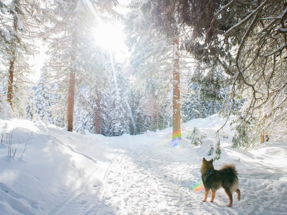 salzburger land kinderfreies hotel winter wandern 1498556376