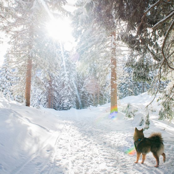 salzburger land kinderfreies hotel winter wandern